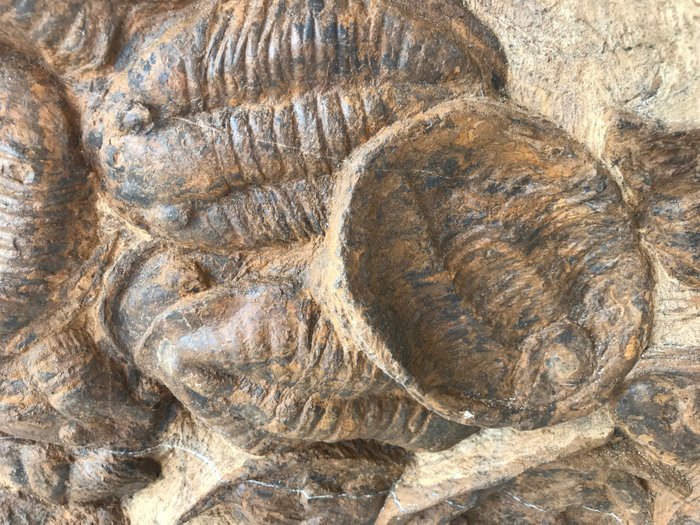 Matriz fóssil - Asaphus - 54 cm - 100 cm