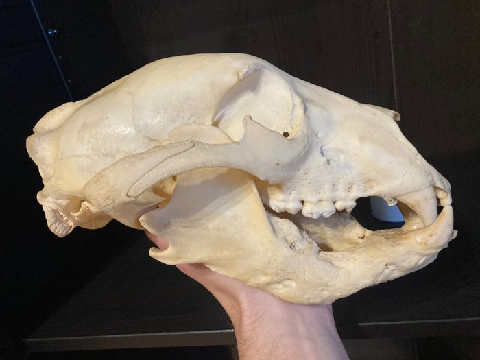 黑熊 頭骨 - Ursus americanus - 17 cm - 10 cm - 30 cm- CITES 附件2 - 歐盟內附件B -  (1)