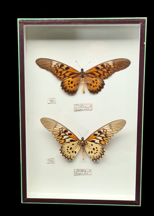 African Giant Swallowtails  from R.C.A -collection (39X26 cm) -  - Diorama Papilio antimachus  -  male - 1970–1980
