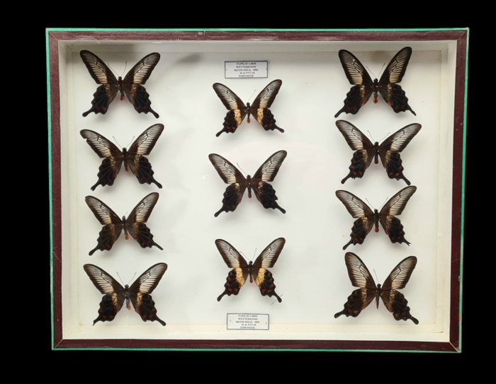 Indonesia Butterflies  (Wetar Island) - large collection (50X39 cm) -  - Diorama Papilio liris weterensis rotschild - 1950-1960