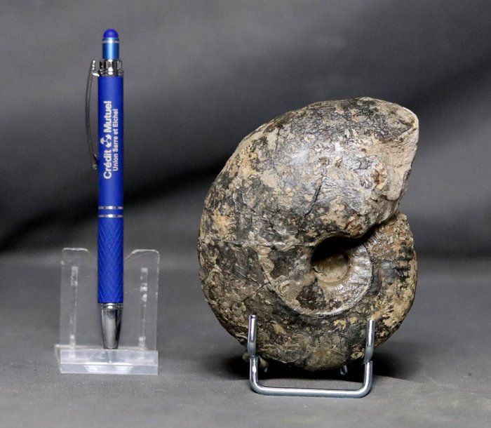 精美菊石化石 - 來自 Villers sur Mer，兩面均保存 - - 動物化石 - Quenstedtoceras praelamberti - 11.5 cm  (沒有保留價)