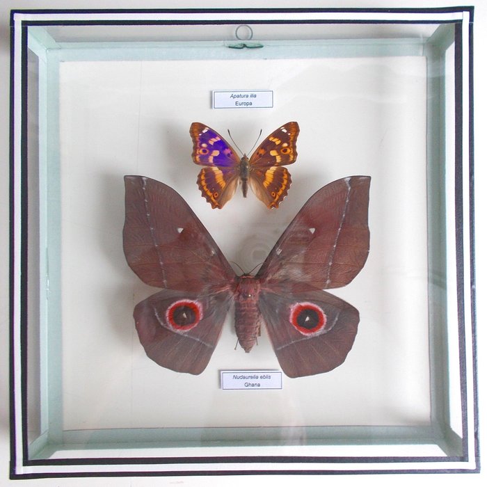 Butterfly Taxidermy full body mount - Gonimbrasia (Nudaurelia) eblis - 22 cm - 22 cm - 4 cm - 1