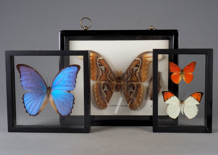 Atlas Moth, Oranssi kärki, Morpho Didius - Täytetyn eläimen koko kehon jalusta - Attacus atlas - Morpho Didius - 22 cm - 27 cm - 2.5 cm - Ei-CITES-kohde - 3