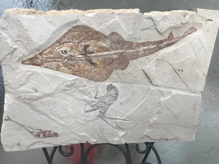Fossil matris - Guitar fish / with shrimp and fish - 37 m - 54 cm