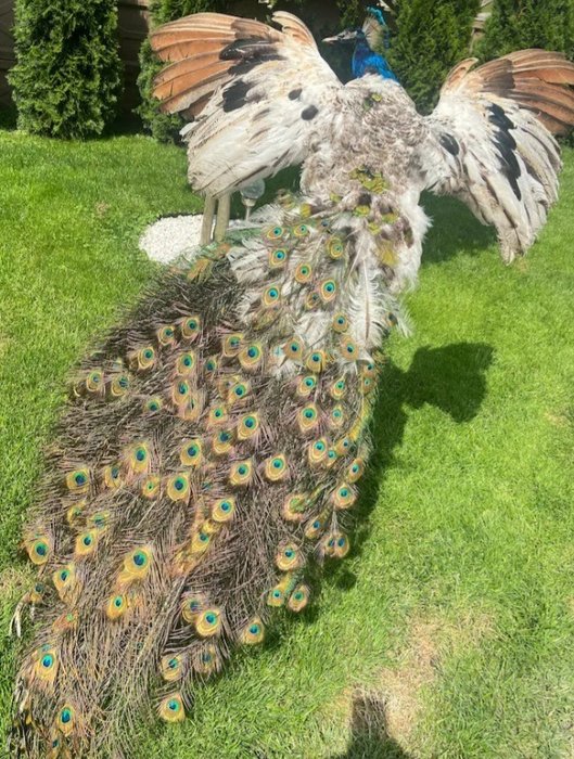 Peacock Taxidermy full body mount - Pavo cristatus - 50 cm - 50 cm - 180 cm - 1