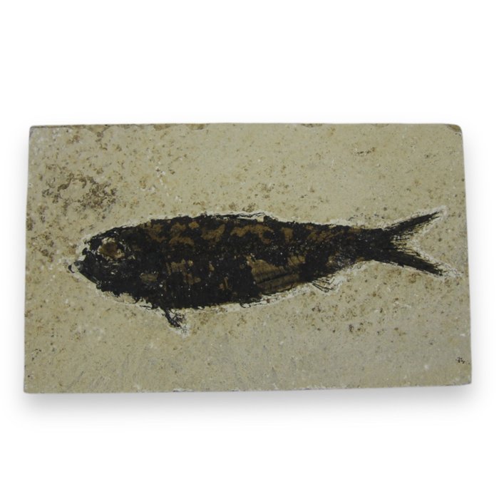 fosila de pește Knightia - Fragment fosilă - Knightia Eocaena - 8 cm - 13.5 cm  (Fără preț de rezervă)