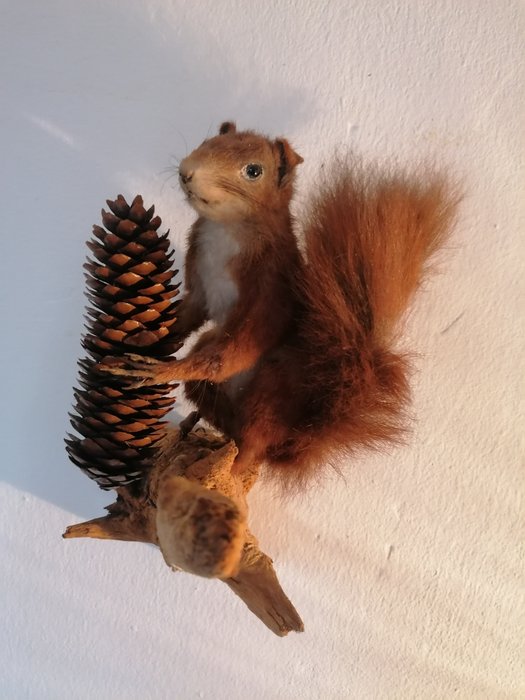Orava Täytetyn eläimen koko kehon jalusta - Sciurus - 30 cm - 27 cm - 18 cm - Ei-CITES-kohde - 1