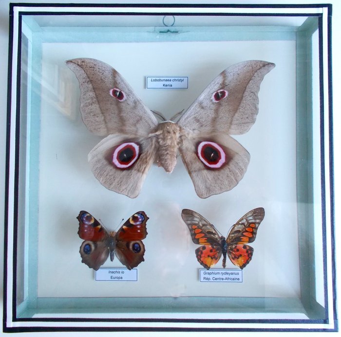 Schmetterling Taxidermie-Ganzkörpermontage - Lobobunaea christyi - 22 cm - 22 cm - 4 cm