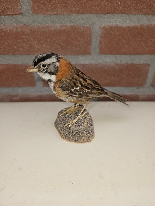 red-collared bunting Taxidermy full body mount - Zonotrichia capensis - 10 cm - 7 cm - 14 cm - geen beschermde vogel - 1