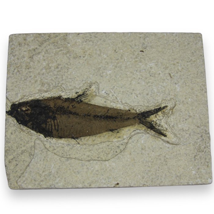 Skamieniałość ryby Knightia - Fragment skamieniałości - Knightia Eocaena - 10 cm - 13 cm  (Bez ceny minimalnej
)