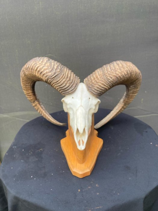 摩弗侖羊 角 - Ovis gmeline - 32 cm - 55 cm - 45 cm- 非《瀕臨絕種野生動植物國際貿易公約》物種 -  (1)