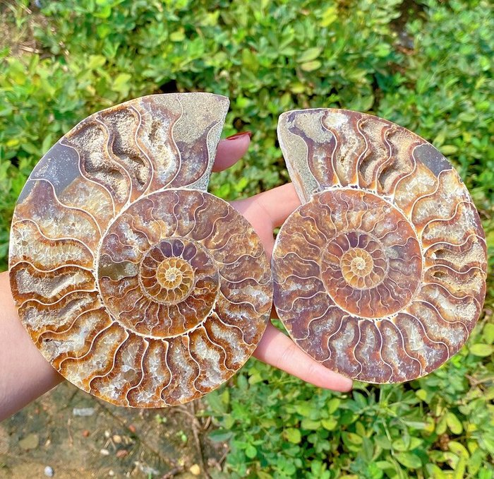 Ammonite - Fossile dyr - Aioloceras (Cleoniceras) sp. - 12 cm  (Ingen reservasjonspris)