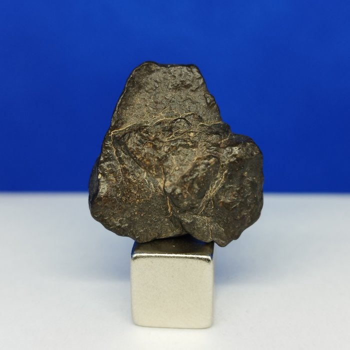 -Only 980 g in the World- Carbonaceous Chondrite CO3, NWA 15254 (Sahara, 2022). NEW CLASSIFICATION! WITHOUT RESERVE PRICE! - 5 g