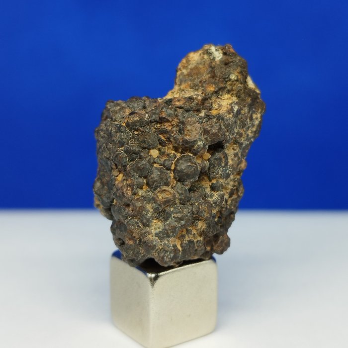 稀有陨石 CR2 -碳质球粒陨石 - ERG 检查 003。 - 8.3 g