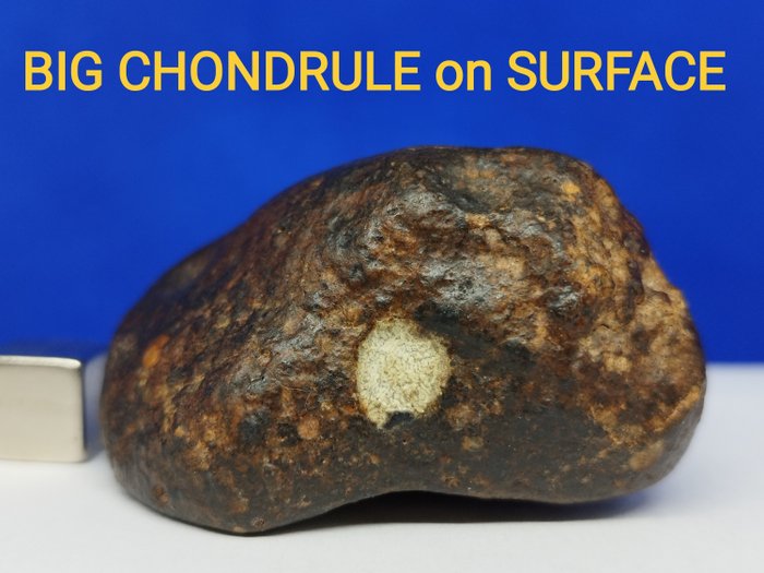 GROSSE CHONDRULE AUF DER OBERFLÄCHE! Authentischer steiniger METEORIT -Chondrit-. Sahara, 2017. - 82.5 g