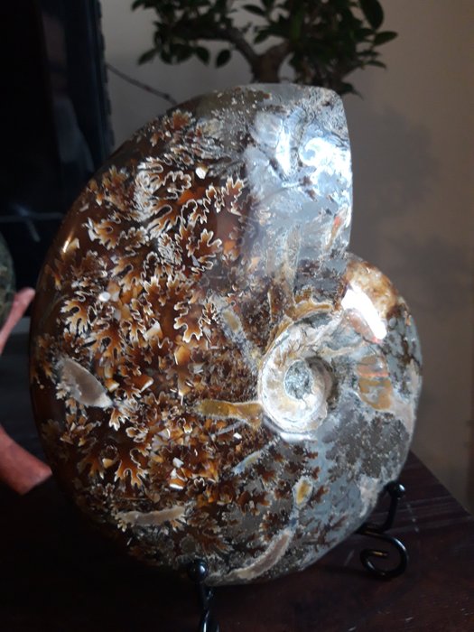 Ammonit - Forstenet skal - 15.8 cm - 13.4 cm  (Ingen mindstepris)