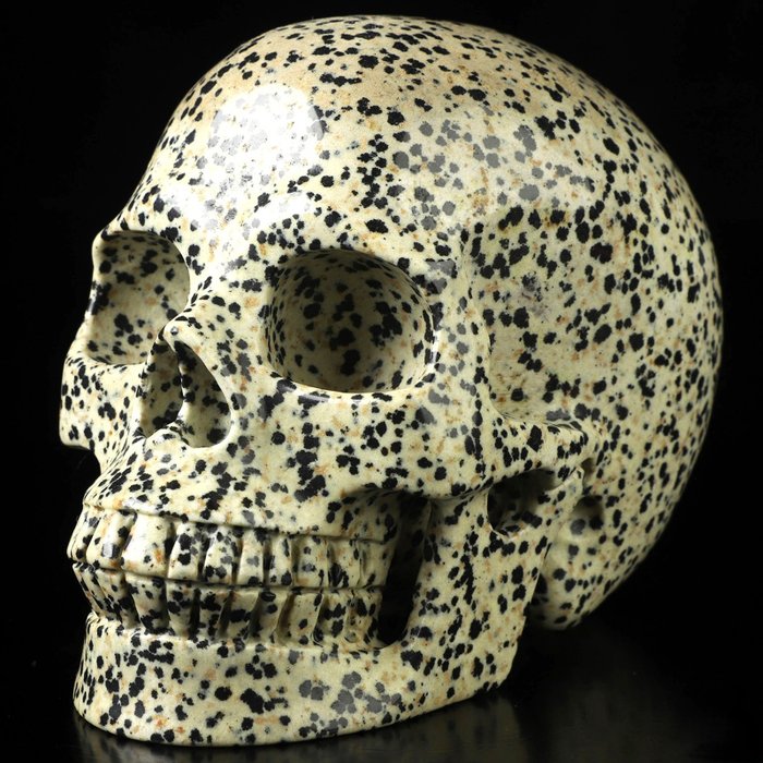 Magnifique jaspe Dalmatine de 1,307 Kg Crâne - Hand Carved Skull - 97 mm - 85 mm - 128 mm