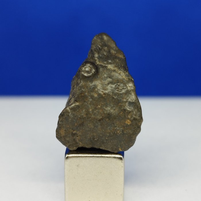（全球僅重355公克）CK3「NWA 15255」（撒哈拉，2021年）。 -碳質球粒隕石隕石-。 - 3.64 g