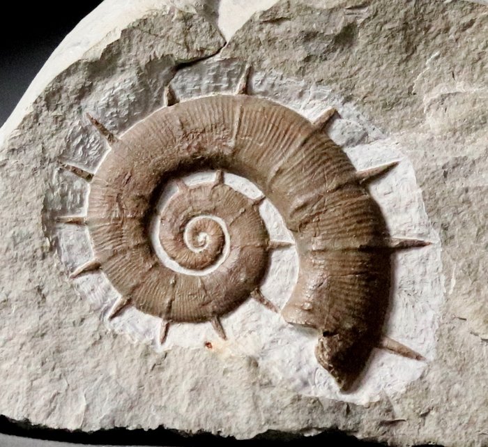 Bella ammonite srotolata con alcune spine originali - Animale fossilizzato - Crioceratites nolani (6.2 cm) - 20 cm - 10.5 cm