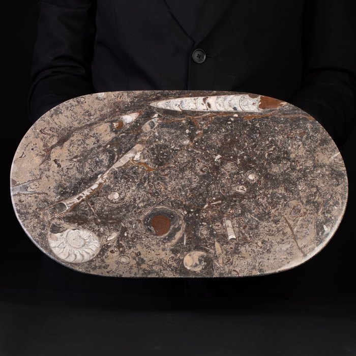 Bakker I fssil matrixplade - Fossil pladematrix - Ammonite e Belemnite - 440 mm - 28.5 mm