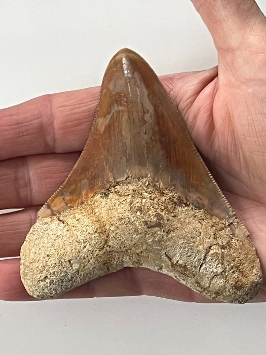 Ząb megalodona 10,0 cm - Skamieniały ząb - Carcharocles megalodon
