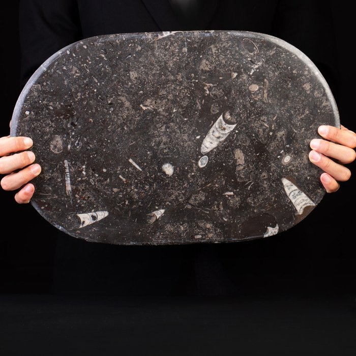 Brickor i fssil matrisplatta - Fossil matris på platta - Ammonite e Belemnite - 440 mm - 28.5 mm
