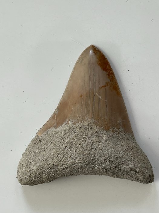 Ząb megalodona 6,3 cm - Skamieniały ząb - Carcharocles megalodon  (Bez ceny minimalnej
)