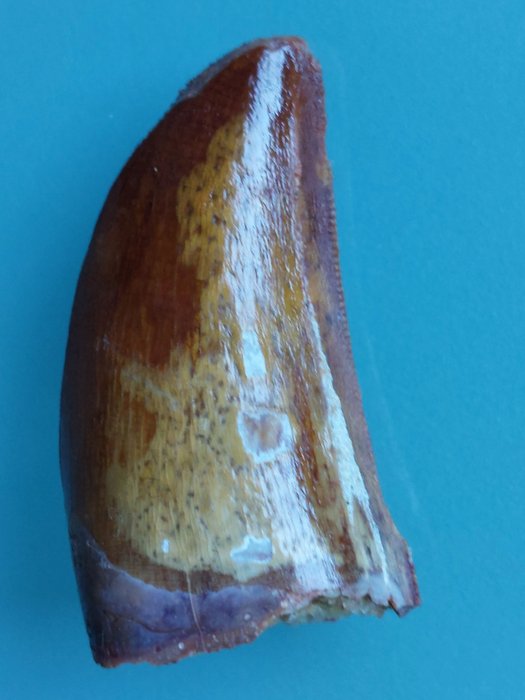 恐龍 - 牙齒化石 - Abelisauridae - 42 mm - 21 mm  (沒有保留價)