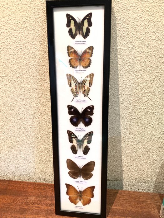 fjäril Taxidermi - helmontering - opgezette vlinders - 53 cm - 14 cm - 1.5 cm