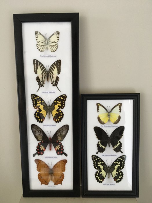 蝴蝶 標本牆壁支架 - LEPIDOPTERA - 380 mm - 125 mm - 20 mm - 非《瀕臨絕種野生動植物國際貿易公約》物種 - 2