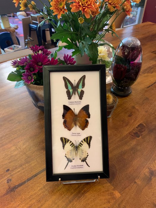 Fluture Taxidermie montură corp întreg - vlinder - 25 cm - 14 cm - 2 cm