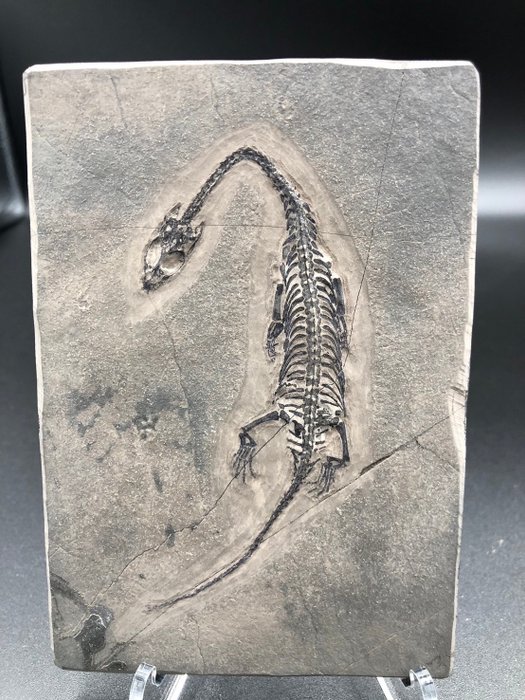 Reptilă marină - Matrice placă fosilă - Keichousaurus sp. - 12.5 cm - 8.5 cm  (Fără preț de rezervă)