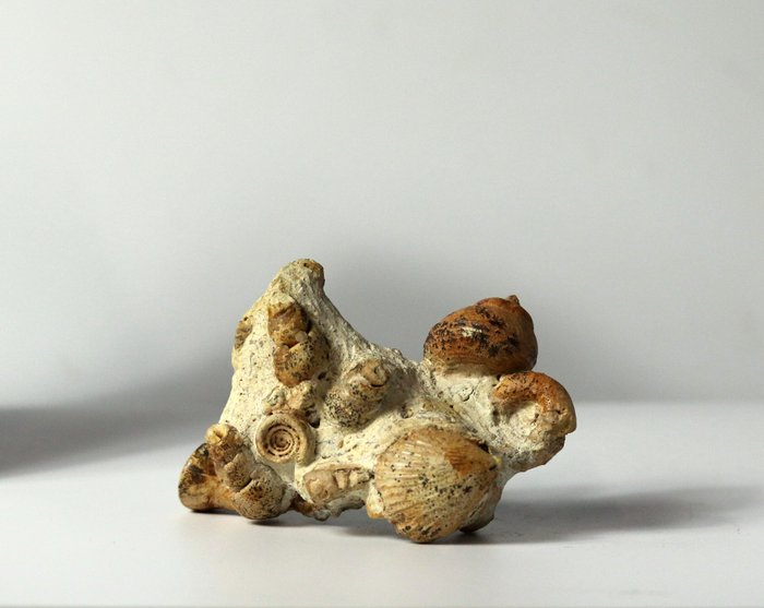 Multiplo naturale molto bello - Lastra con inclusione di resti fossili - Pleurotomaria - 10 cm - 6 cm