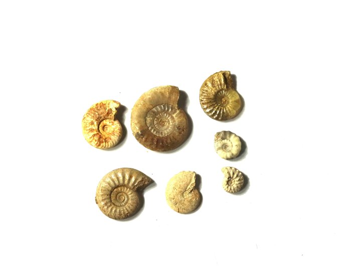 精心准备的法国菊石收藏品 - 保存最完好 - 动物化石 - Mixed species  (没有保留价)