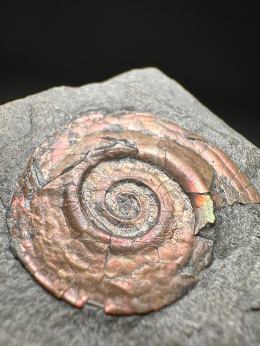 Iriserende ammonit - Forstenet skal - Psiloceras planorbis  (Ingen mindstepris)