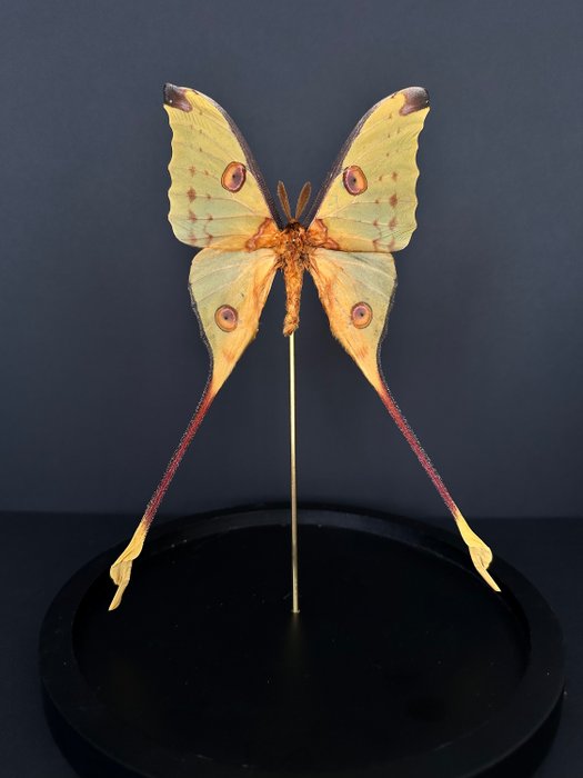 Ćma Eksponat taksydermiczny (całe ciało) - Papillon Comète XL Argema Mittreï ( Mâle) - 30 cm - 20 cm - 20 cm - Gatunki inne niż CITES