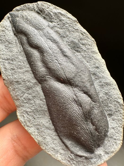Hämmästyttävä harvinainen suuri fossiilinen saniainen Mazon Creek, Illinois - Kivettynyt kasvi - Macroneuropteris sp  (Ei pohjahintaa)