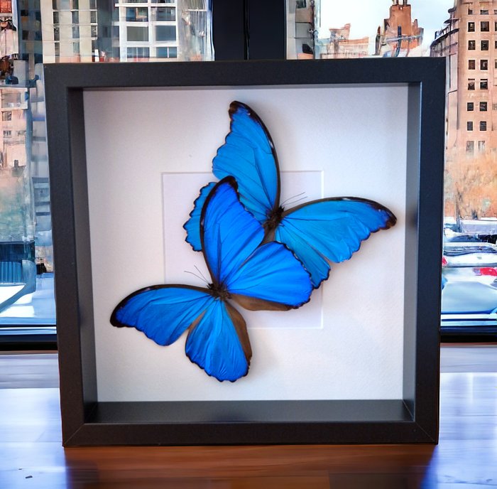 Ekte blå sommerfugler i ramme Utstopping av kropp i naturlig størrelse - Morpho didius - 25 cm - 25 cm - 7 cm - Ikke-CITES arter