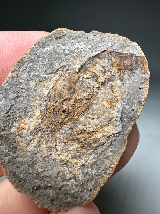 令人惊叹的 2.4 亿年前的虾 - 化石板块基质 - Ambilobeia karojoi  (没有保留价)