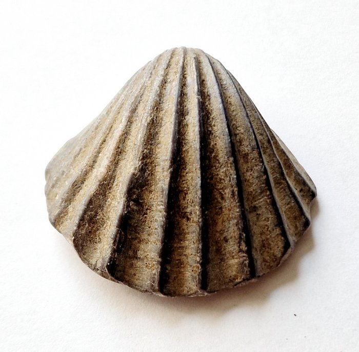 Mesopotamian rannikkoheimo Terrakotta Shell Bead Talisman - 48 mm
