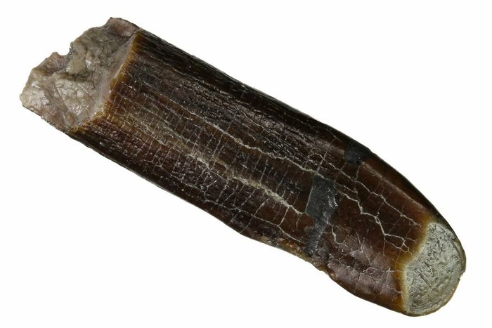 Diplodoco - Dente fóssil - Diplodocus sp.
