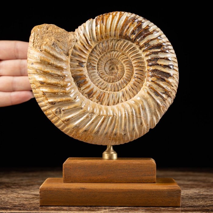 Ammonit – Basis aus Holz und Messing - Tierfossil - Douvilleiceras sp. - 18 cm - 14 cm