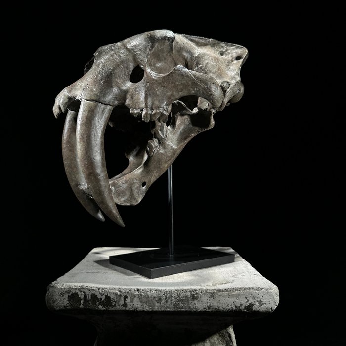 KEIN MINDESTPREIS – Eine Nachbildung eines Säbelzahntiger-Schädels auf einem maßgefertigten Ständer Taxidermie-Replikat-Montage - Smilodon - 34 cm - 20 cm - 32 cm