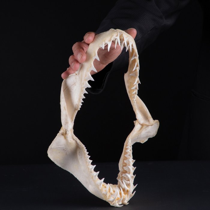 大灰鲭鲨下巴套装 - 动物标本剥制全身支架 - Isurus Oxyrinchus - 319 mm - 255 mm - 99 mm - CITES附录II - 欧盟附件B