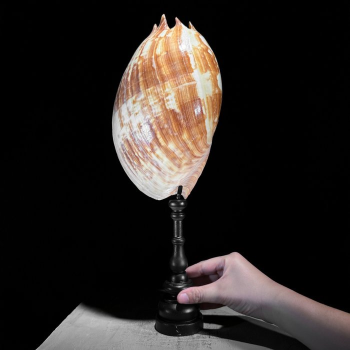 NO RESERVE PRICE - Melo amphora shell on a custom stand- Sea shell - Melo Amphora  (No Reserve Price)