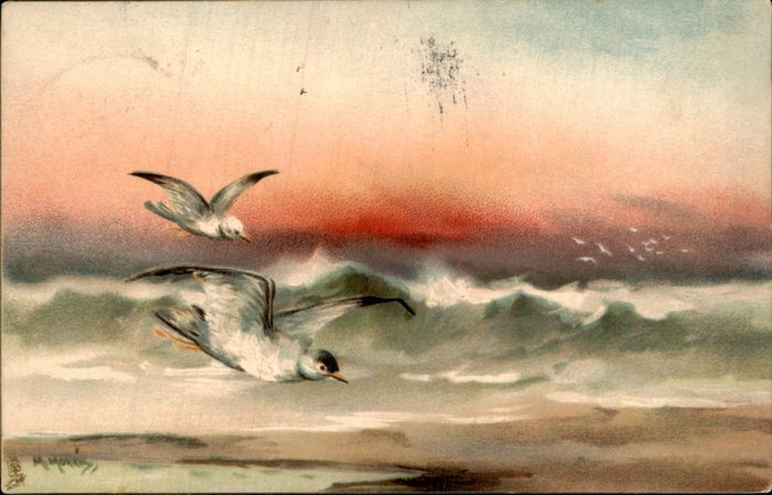 Uccello - Uccelli - Uccelli - Cartolina (109) - 1900-1950
