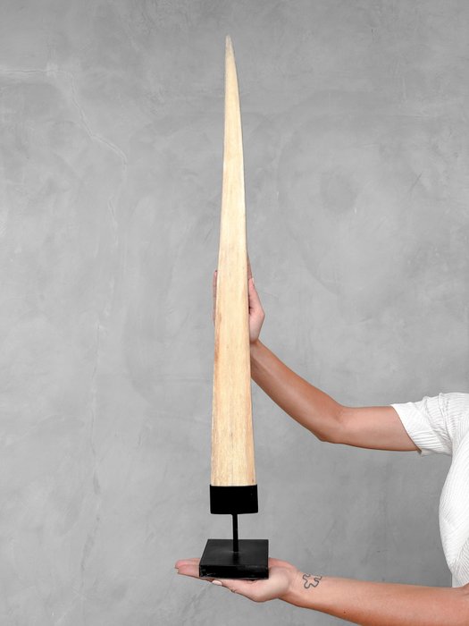 KEIN MINDESTPREIS – Ein großer Schwertfischstoßzahn, montiert auf einem maßgefertigten Sockel Rostrum auf Ständer - Xiphias Gladius - 88 cm - 10 cm - 10 cm- Nicht-CITES-Arten -  (1)