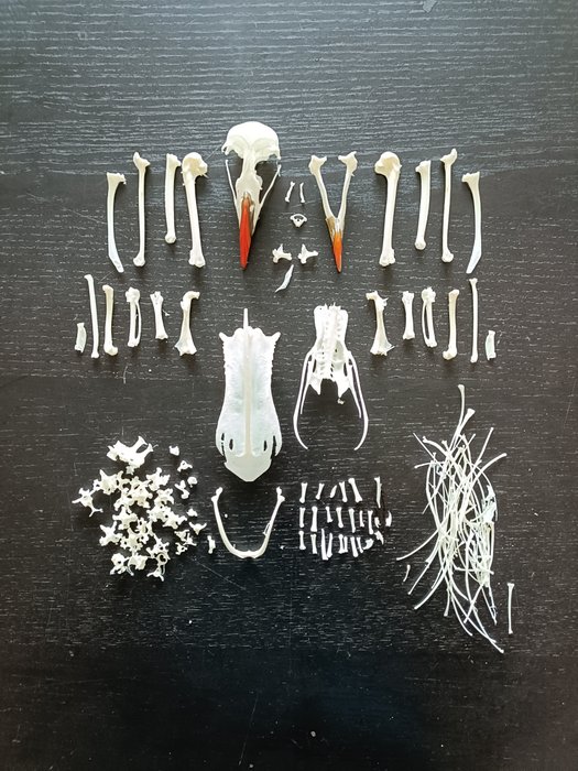 Atlantische papegaaiduiker Volledig skelet met schedel - Fratercula arctica - 10 cm - 10 cm - 10 cm- EU Annex I