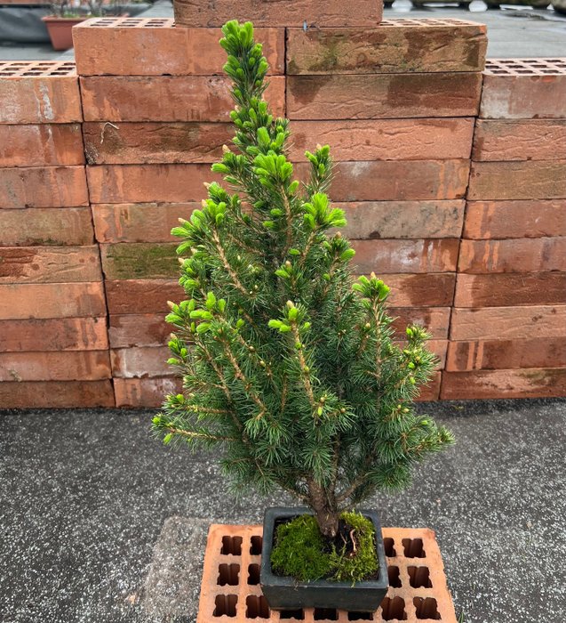 Bonsai abete (Picea) - Altezza (albero): 52 cm - Profondità (albero): 28 cm - Giappone