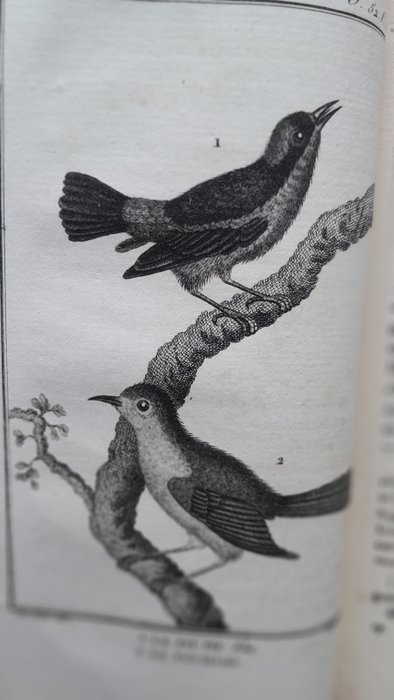 Buffon / Sonnini - Histoire naturelle, générale et particulière. Tome 52 : Les oiseaux - 1800